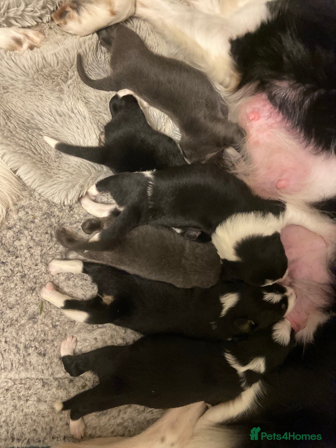 Border Collie dogs for sale: 6 quality healthy Border Collie, ready in Feb 26  - Advert 12