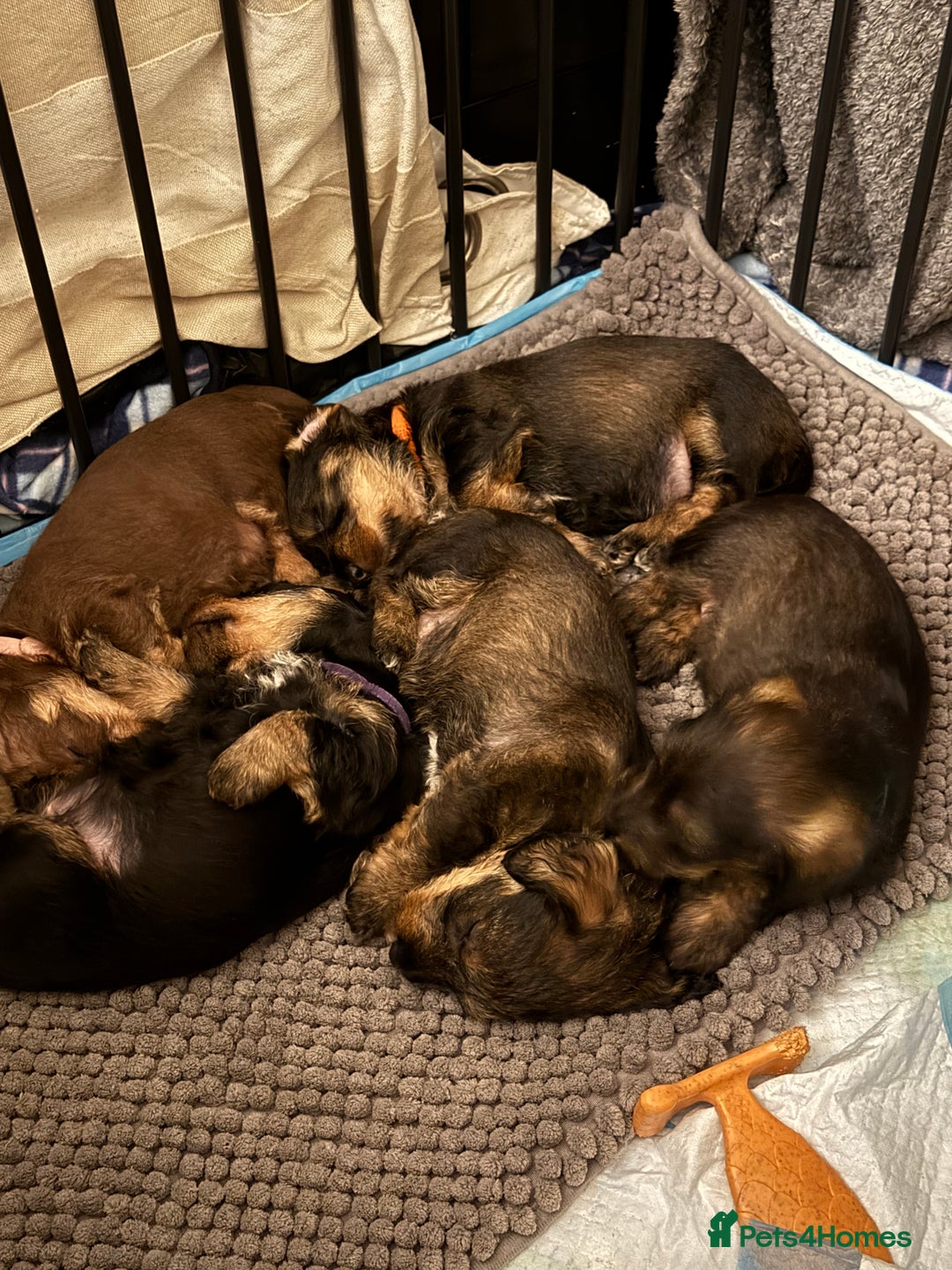 Mixed Breed dogs for sale: Mixed breed puppy for sale - Advert 1