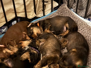 Mixed Breed dogs Mixed breed puppy for sale - Advert 1