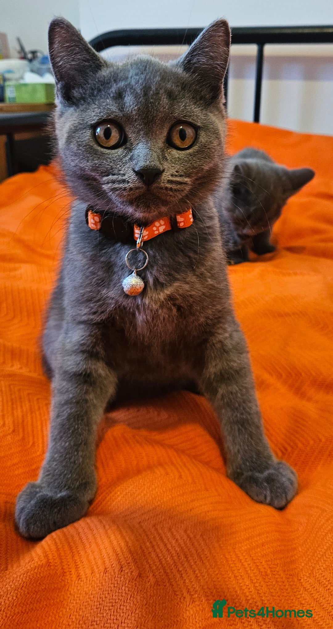 British Shorthair cats for sale: British Shorthair  - Image 17