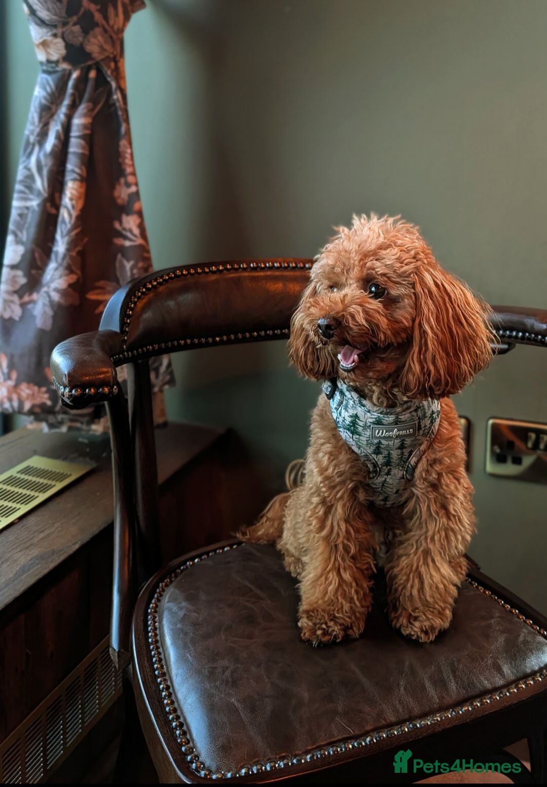 Toy Poodle dogs Handsome K.C Red Toy poodle stud! - Advert 7
