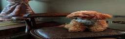 Toy Poodle dogs for stud: Handsome K.C Red Toy poodle stud! - Advert 2