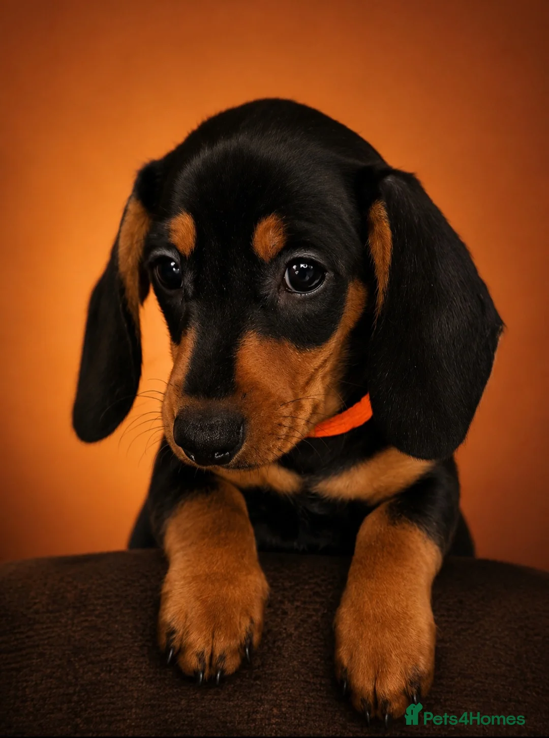 Miniature Dachshund dogs for sale: BLACK/TAN Adorable dachshund puppies for sale😍 - Advert 2