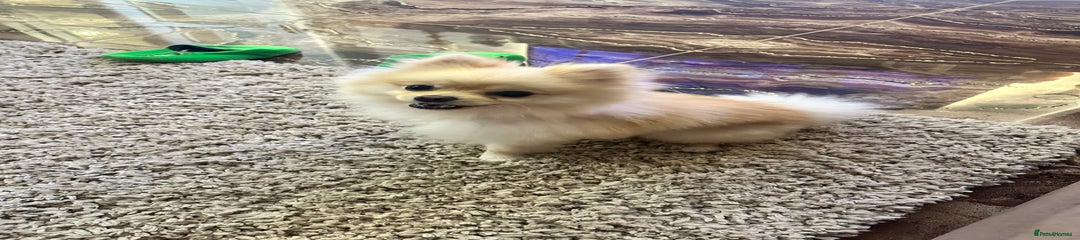 Pomeranian Puppy 2