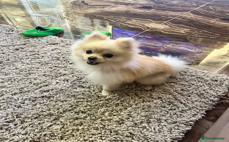 Pomeranian dogs - Advert 8