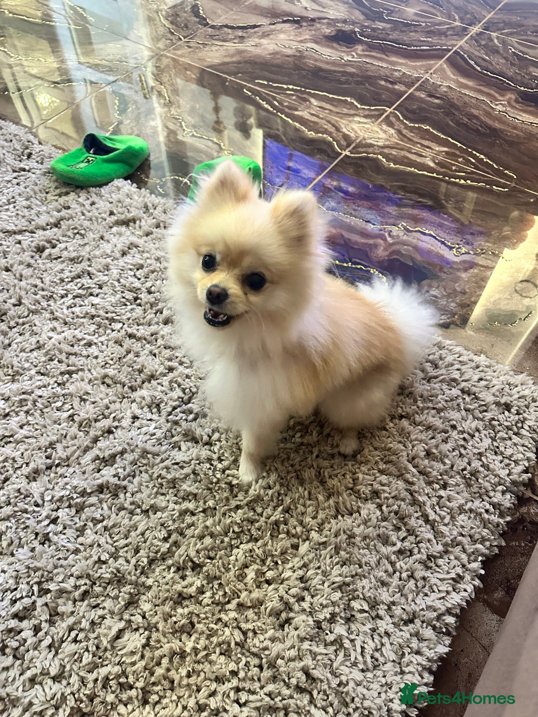 Pomeranian dogs for sale: Pomeranian boy 9 months old - Image 1