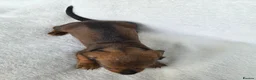 Miniature Dachshund dogs for sale: Miniature Dachshund Puppies - Advert 4