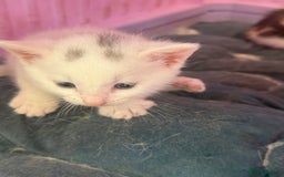 Khao Manee cats for sale: 6 kittens. 2 male and 4 female  - Image 5