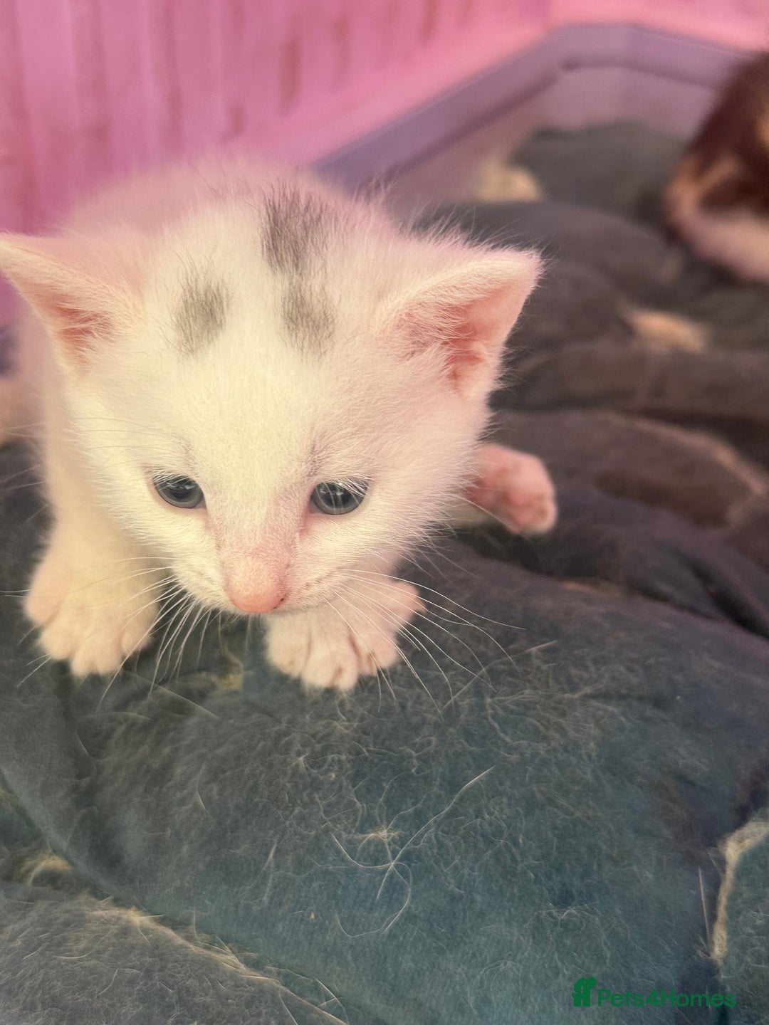 Khao Manee cats for sale: 6 kittens. 2 male and 4 female  - Image 5