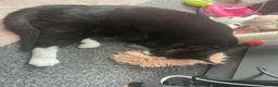 Domestic Shorthair cats for sale: Young cat for sale 🐱 - Advert 6