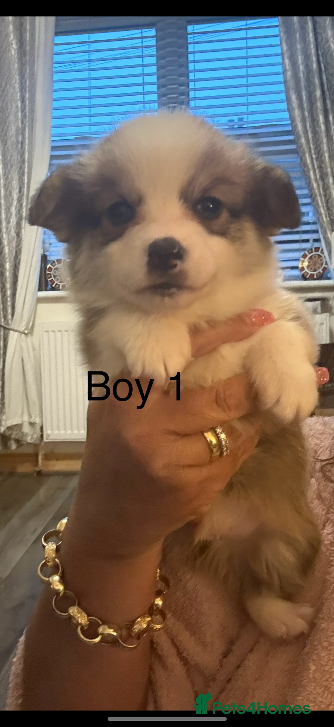 Welsh Corgi Pembroke dogs for sale: Kc reg Pembroke corgi babies available  - Advert 14