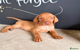 Hungarian Vizsla dogs for sale: Hungarian Vizsla puppies - Image 2