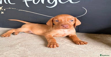 Hungarian Vizsla dogs - Advert 5