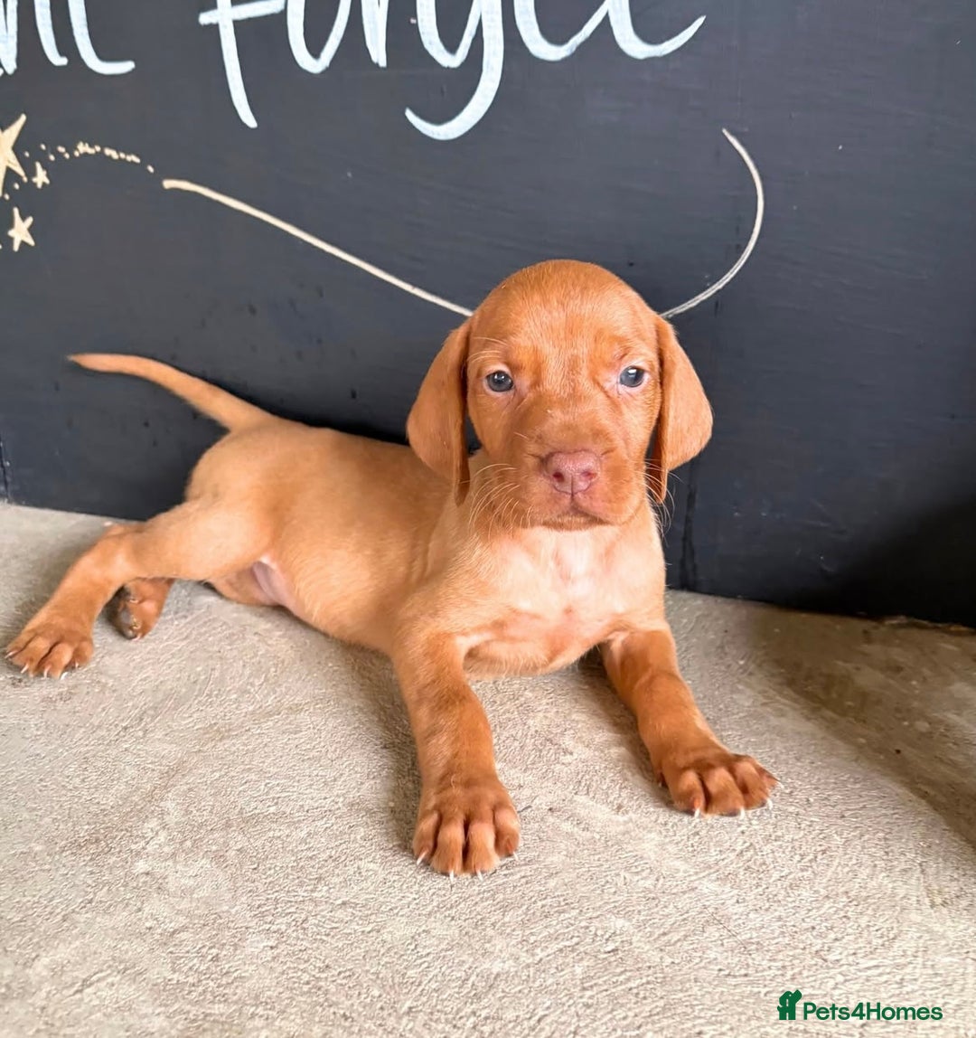 Hungarian Vizsla dogs for sale: Hungarian Vizsla puppies - Image 2