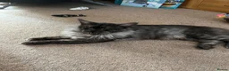 Maine Coon cats for sale: Beatie in Colchester - Advert 2