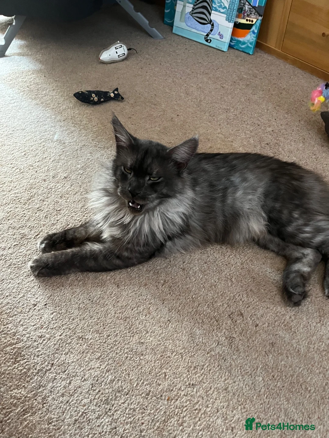 Maine Coon cats for sale: Beatie in Colchester - Advert 2