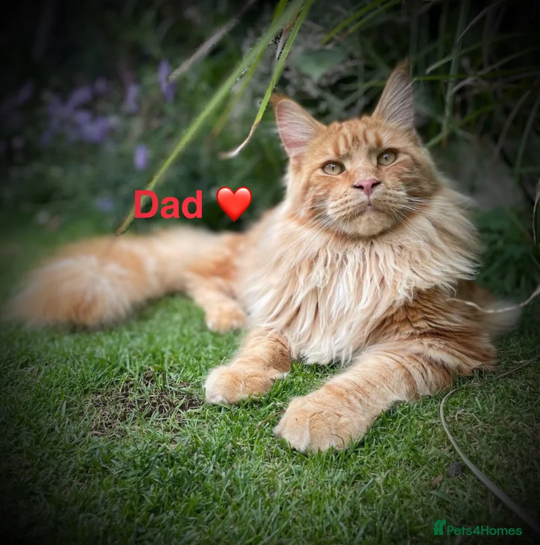 Maine Coon cats for sale: Stunning Maine Coon kittens in Droitwich - Advert 15