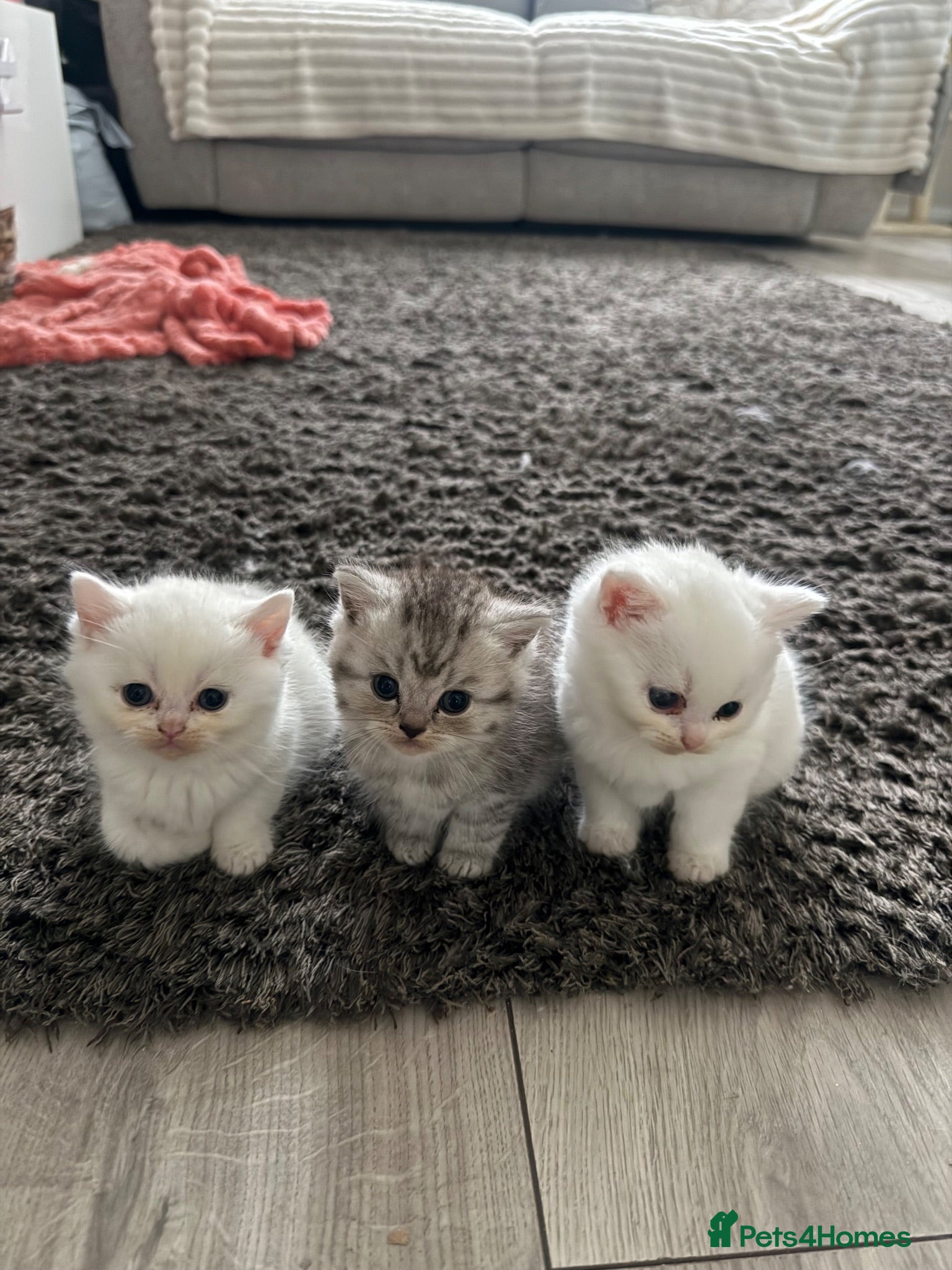 British Shorthair cats British shorthair kittens - Advert 2
