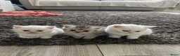 British Shorthair cats for sale: British shorthair kittens - Advert 1