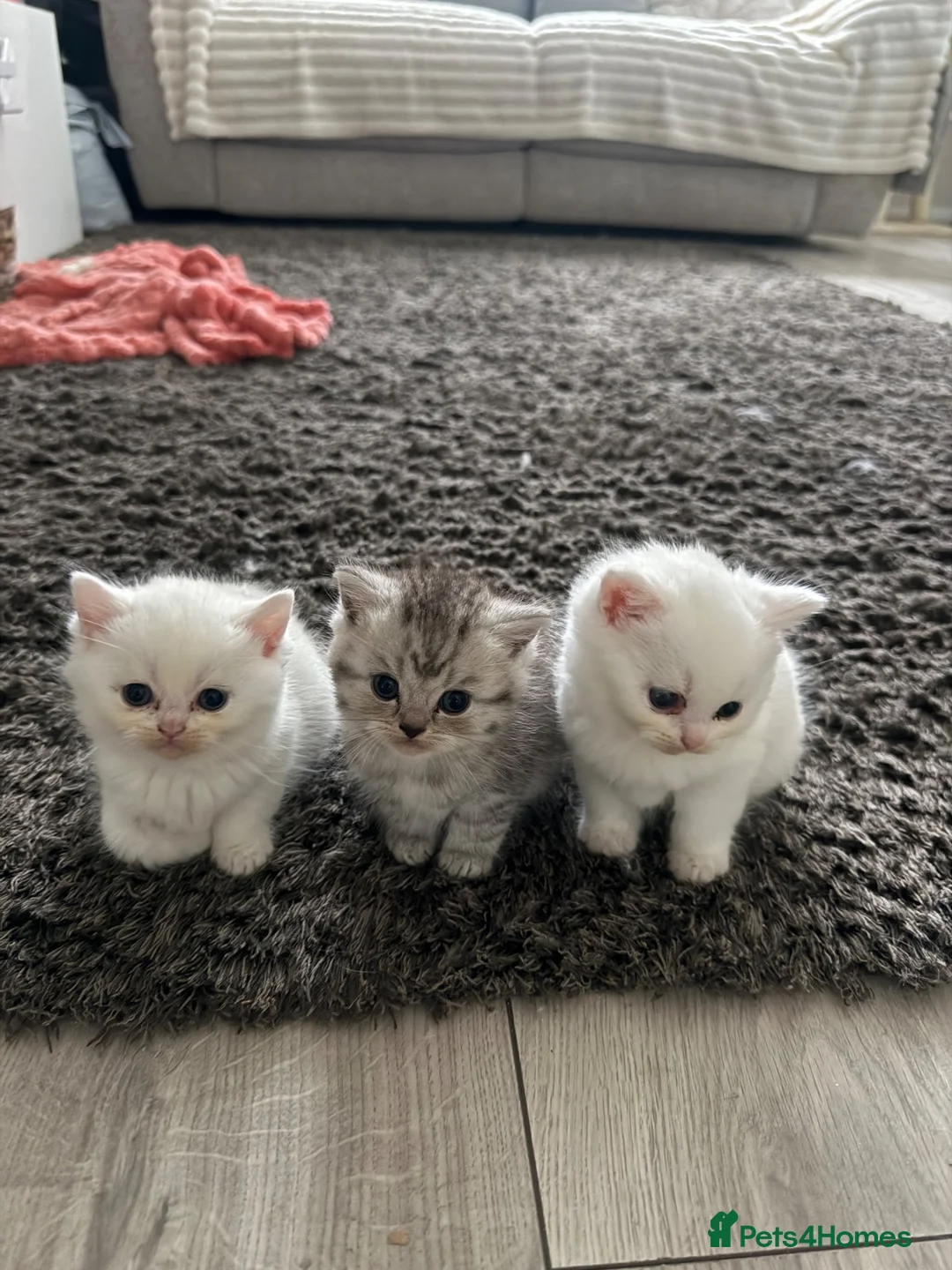 British Shorthair cats for sale: British shorthair kittens - Advert 1