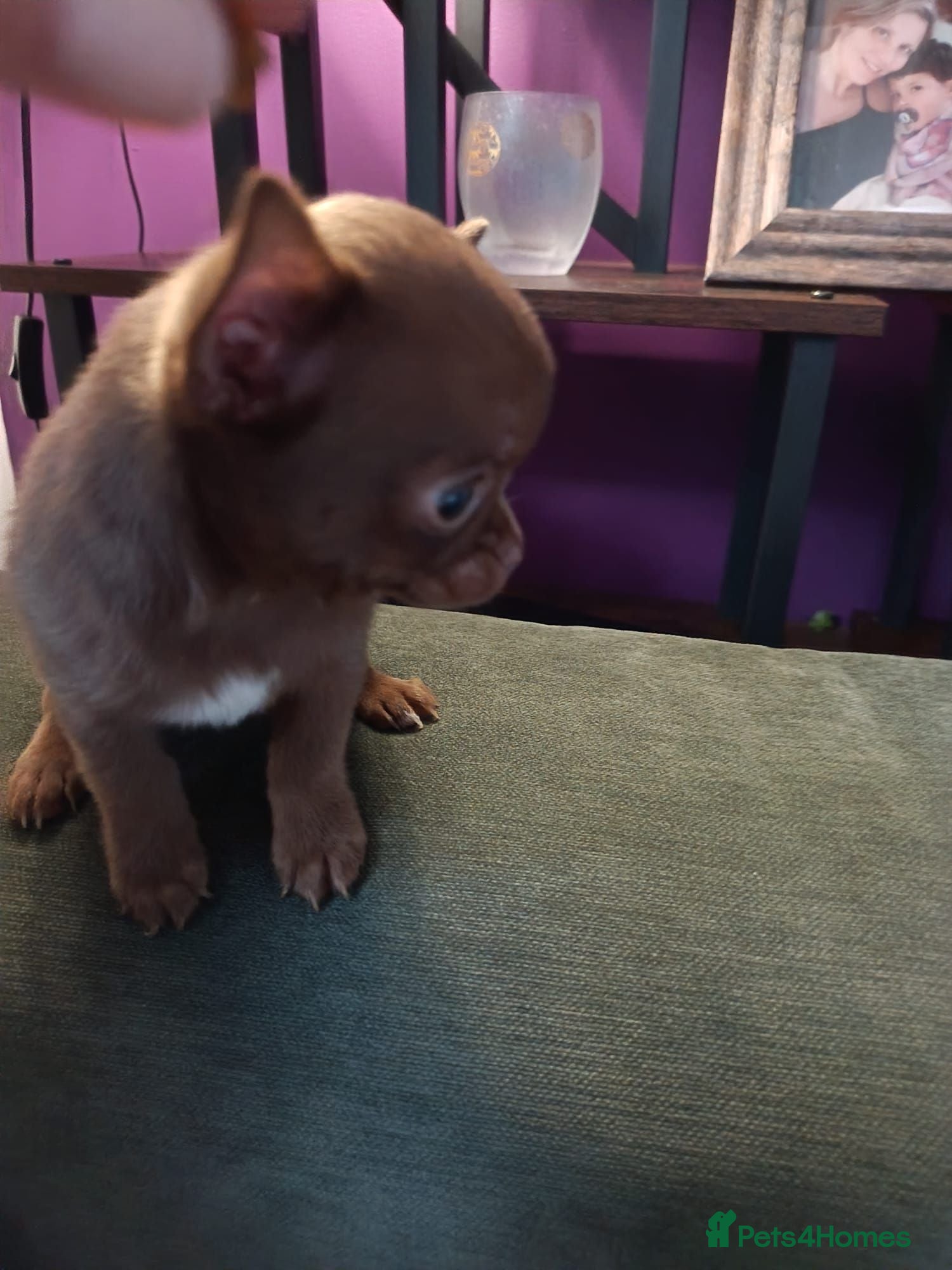 Chihuahua dogs Beautiful brown eyed boy - Advert 1