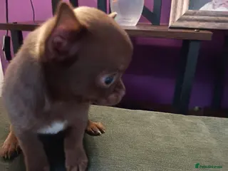 Chihuahua dogs Beautiful brown eyed boy - Advert 1