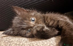British Shorthair cats for sale: 3 adorable 11 weeks old kittens  - Advert 10