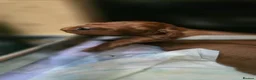 Irish Setter dogs for sale: KC Registered Beautiful Irish Setter Puppies  - Advert 6