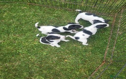 Jack Russell dogs for sale: Puppies  - Image 2