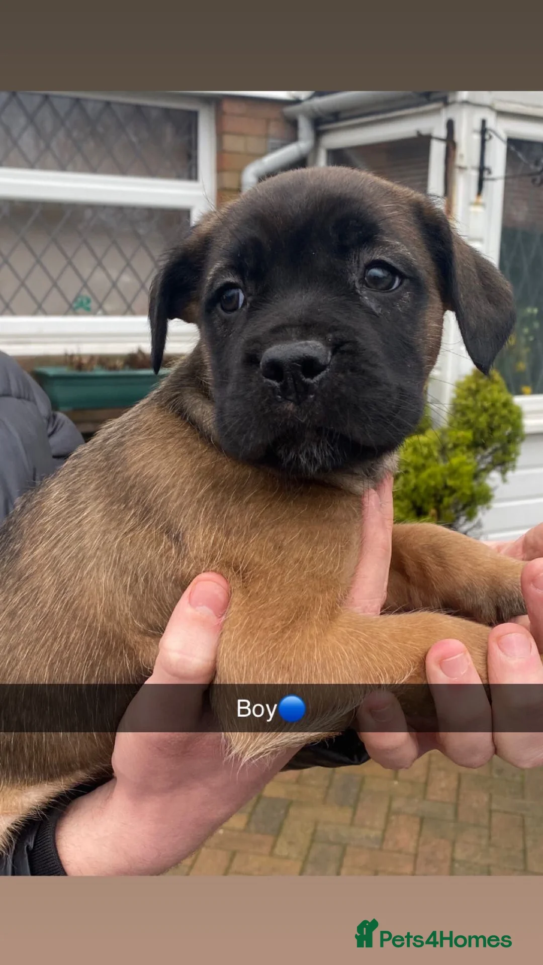 Cane Corso dogs for sale: Cane corso bandog - Advert 7