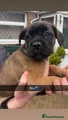 Cane Corso Puppy 4