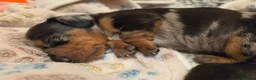 Miniature Dachshund dogs for sale: MINIATURE DACHSHUNDS TO FIND THEIR FOREVER HOME 🏡 - Advert 23