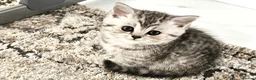 British Shorthair cats for sale: GCCF Blue BSH chunky champion lines - Advert 26