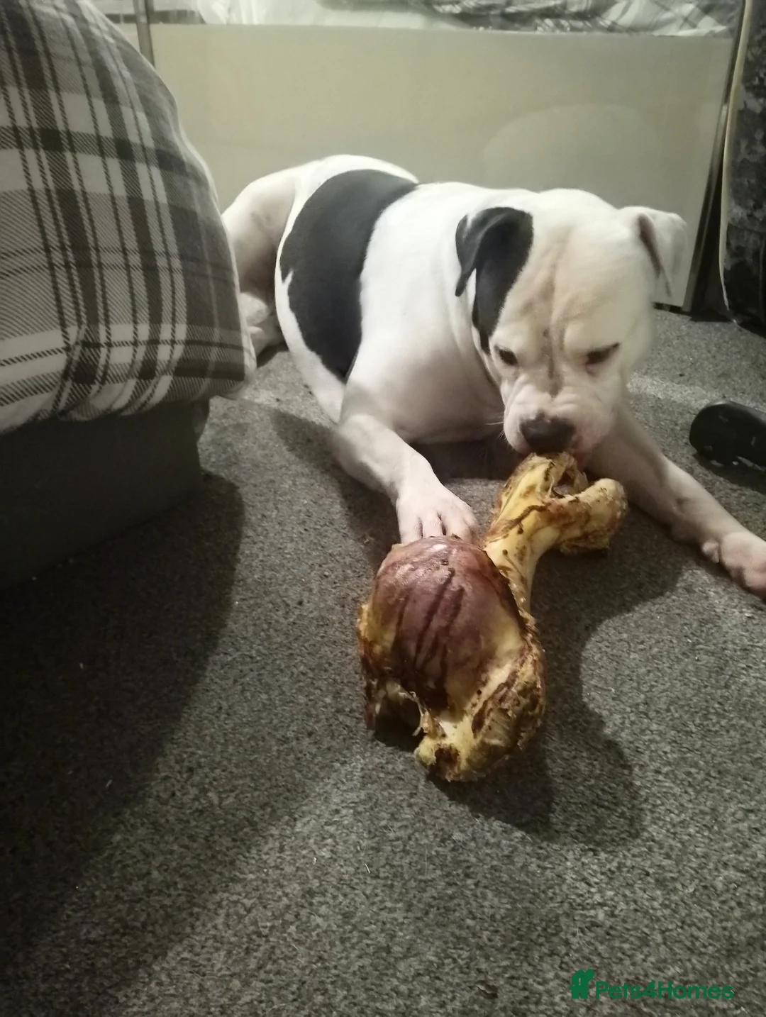 Alapaha Blue Blood Bulldog dogs for stud: Bitch looking for stud - Advert 2