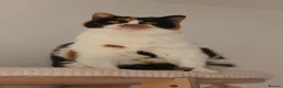 British Shorthair cats for sale: GCCF British Shorthair & British Longhair Girls - Advert 3