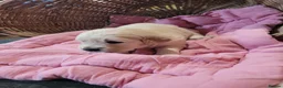 Golden Retriever dogs for sale: Golden retriever puppies  - Advert 10