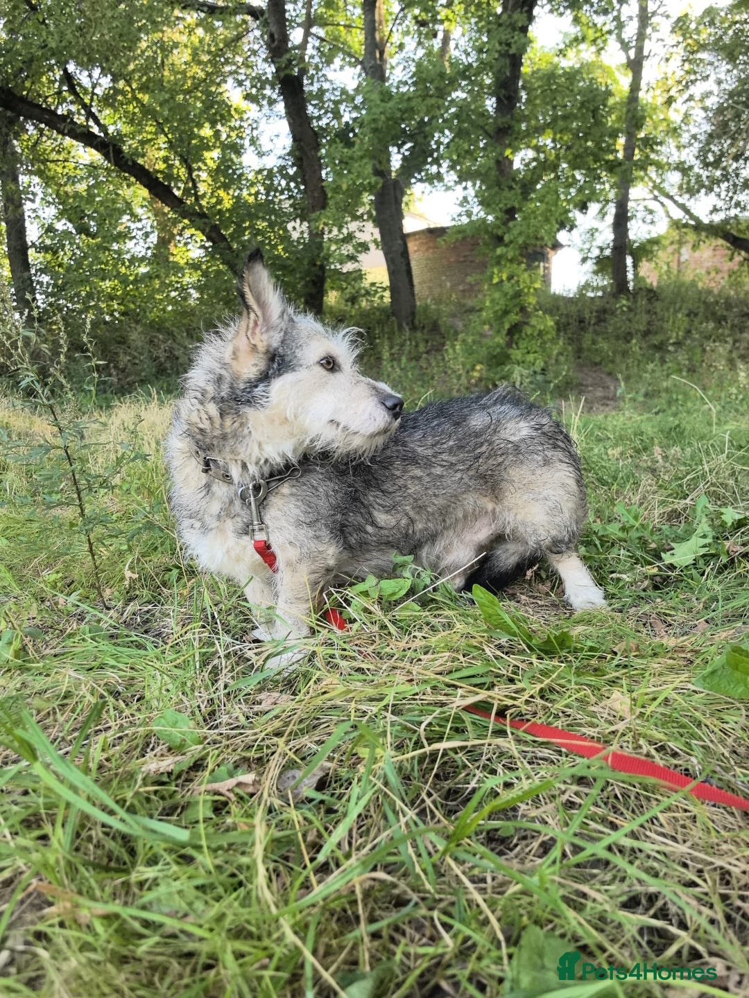 Mixed Breed dogs for adoption: 💙🐶 CHIP 🐶💙 - Image 7