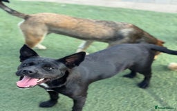 Mixed Breed dogs for adoption: Loving Beatrix looking For LOVE - Image 12