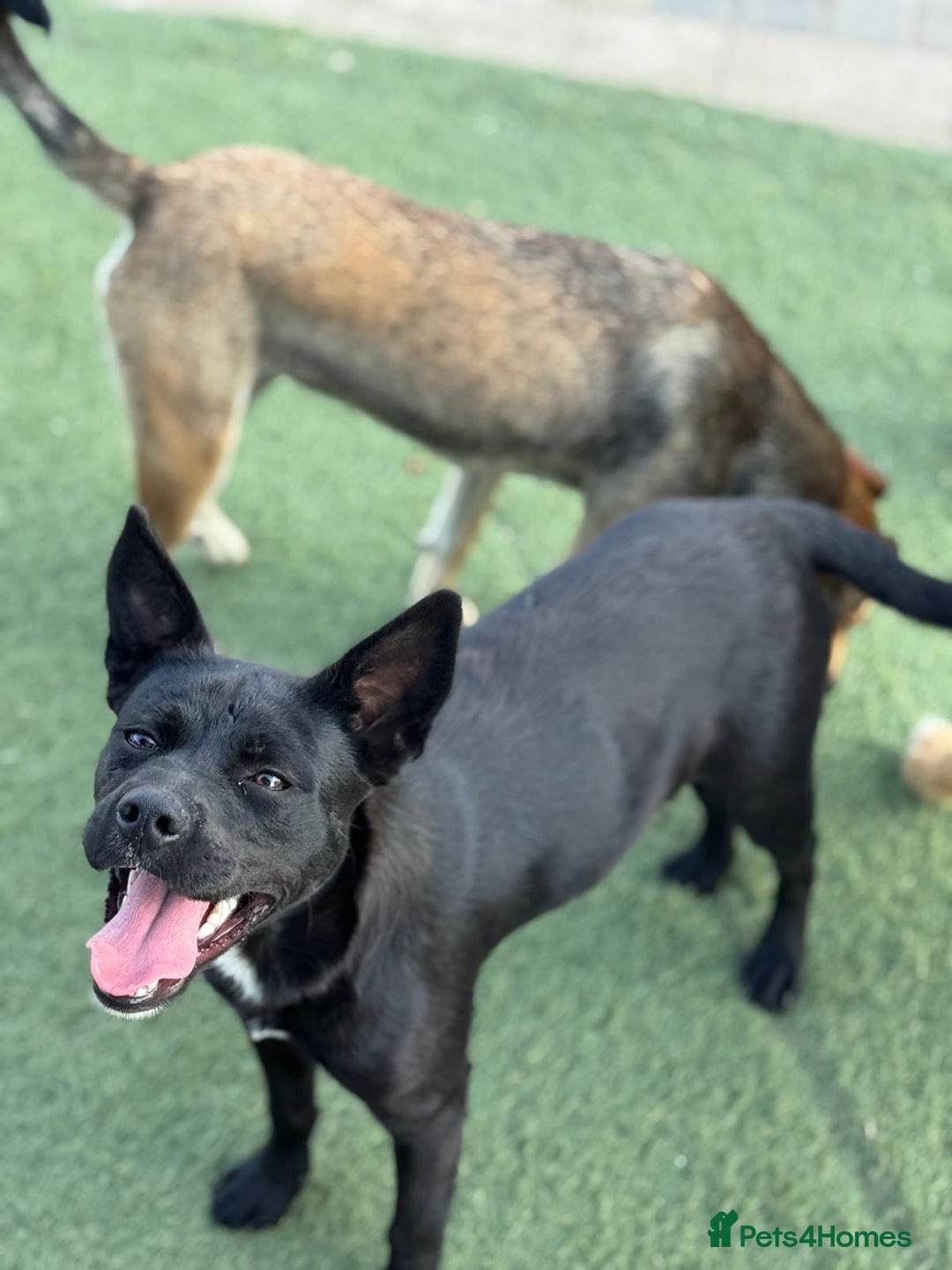 Mixed Breed dogs for adoption: Loving Beatrix looking For LOVE - Image 12