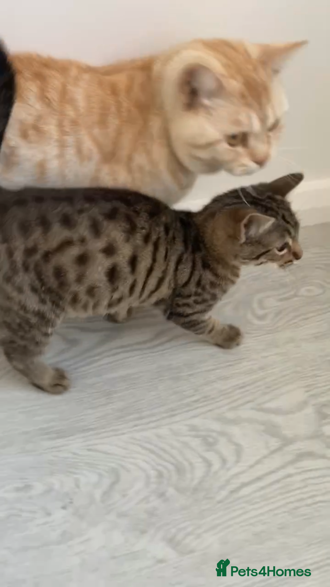 Bengal cats for sale: Beautiful male Bengal-BSH cross kitten - Image 8