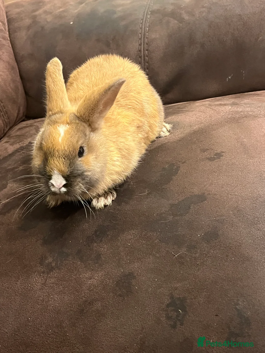 Netherland Dwarf rabbits for sale: House raised - Advert 6