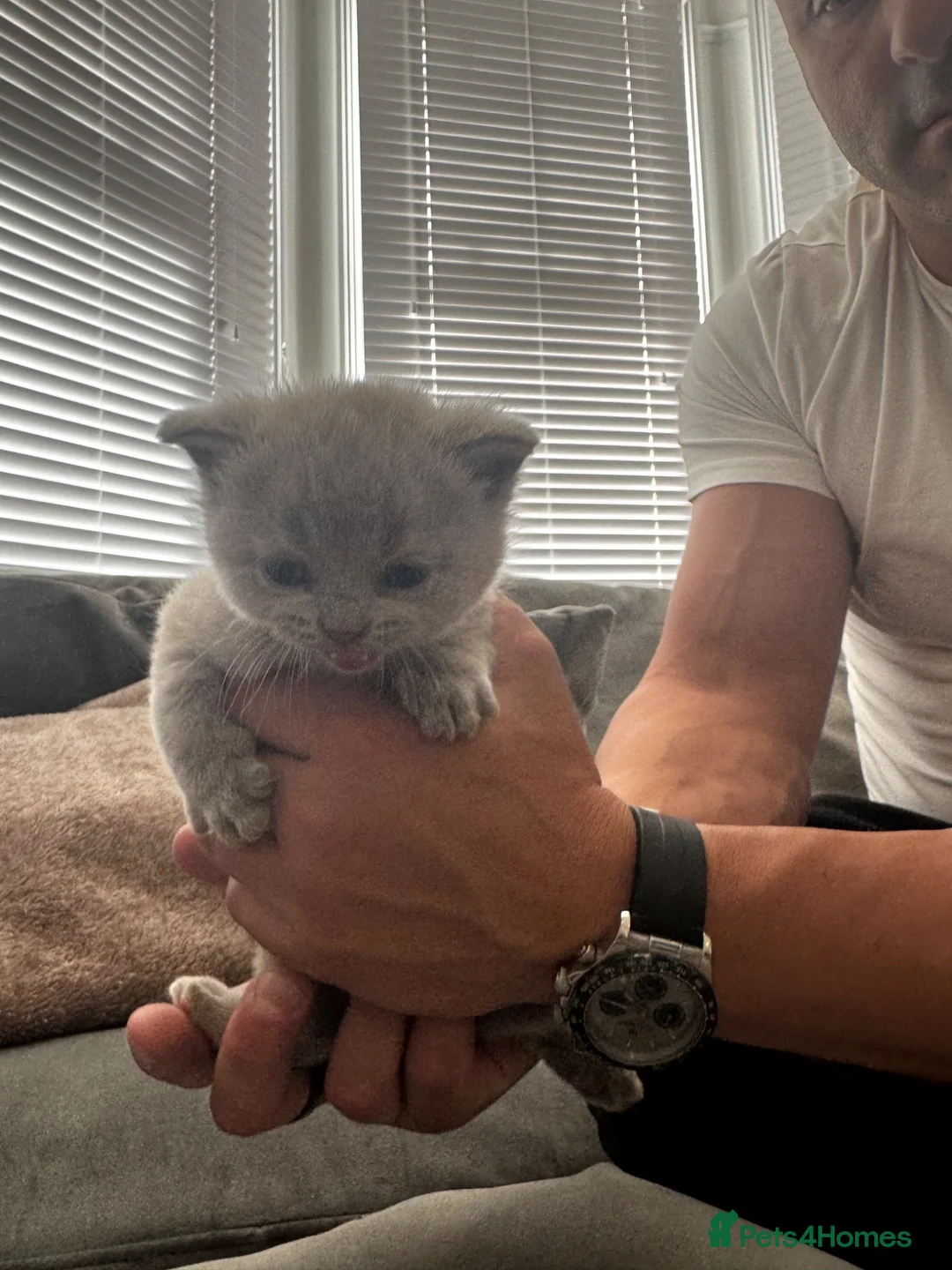 British Shorthair cats for sale: Champion Blood Line British Short Hair in Enfield - Advert 2