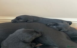 Labrador Retriever dogs for sale: Black Labrador puppies, KC reg  - Image 18