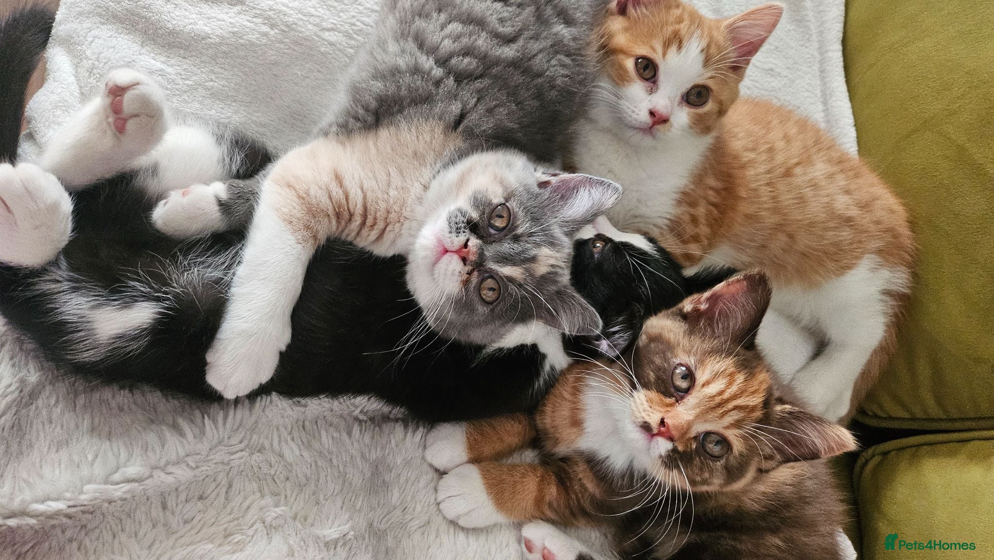 Selkirk Rex cats  Beautiful Home-Raised Selkirk Rex&BSH Kittens 😻 - Advert 14