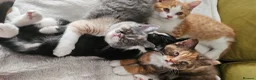 Selkirk Rex cats for sale:  Beautiful Home-Raised Selkirk Rex&BSH Kittens 😻 - Advert 3