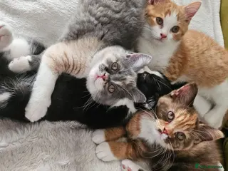 Selkirk Rex cats Beautiful Home-Raised Selkirk Rex&BSH Kittens 😻 - Advert 14