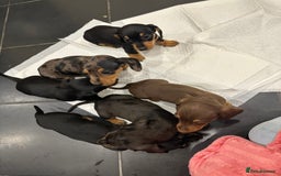 Miniature Dachshund dogs for sale: Miniature Dashound Puppies  - Image 9