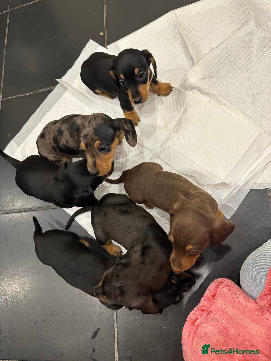 Miniature Dachshund dogs for sale: Miniature Dashound Puppies  - Image 9