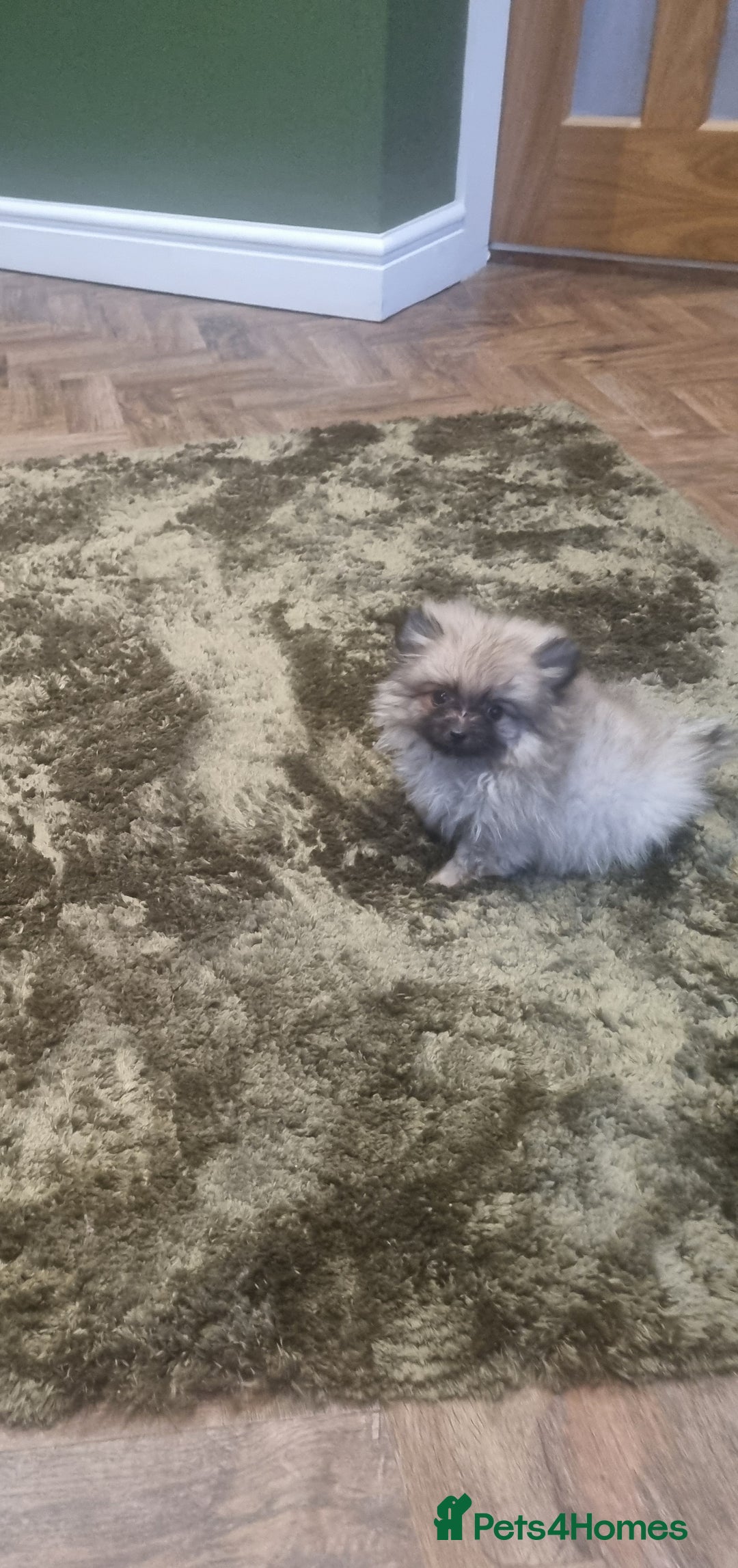 Pomeranian dogs for sale: Xxs Pomeraniums  - Image 27