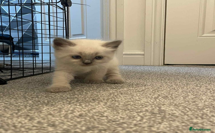 Ragdoll cats - Advert 3